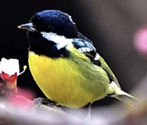 Yellow-bellied Tit