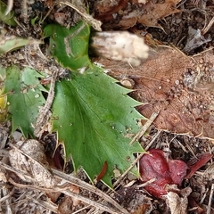 Eryngium nudicaule