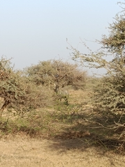 Boselaphus tragocamelus