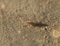 Entomobryoidea
