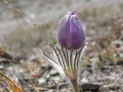 Pulsatilla