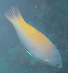 Halichoeres prosopeion