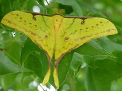 Actias sinensis