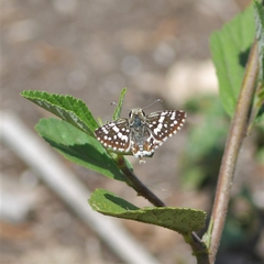 Burnsius orcynoides