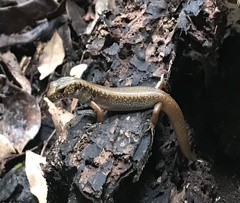 Silvascincus murrayi