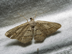 Didymoctenia exsuperata