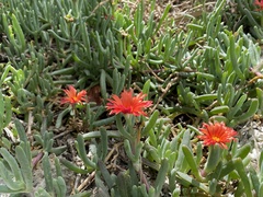 Malephora crocea