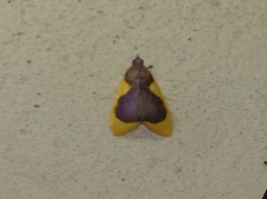 Prooedema inscisalis