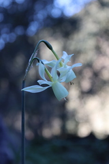 Narcissus triandrus