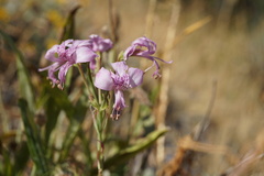 Alstroemeria revoluta