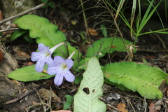 Streptocarpus formosus
