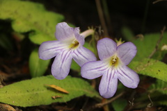 Streptocarpus formosus