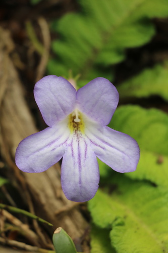 Streptocarpus formosus
