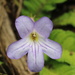 Streptocarpus formosus - Photo (c) Gail Bowers-Winters, some rights reserved (CC BY-NC), uploaded by Gail Bowers-Winters