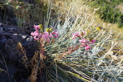 Alstroemeria revoluta