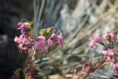 Alstroemeria revoluta