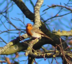 Erithacus rubecula