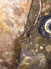 Latrodectus geometricus