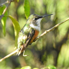 Calliphlox amethystina
