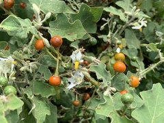 Solanum violaceum