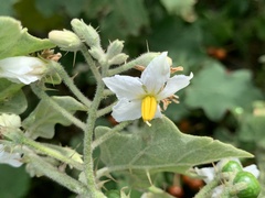 Solanum violaceum