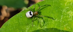 Bijoaraneus