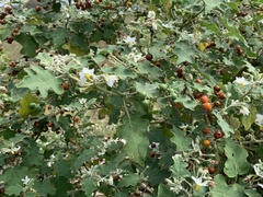 Solanum violaceum