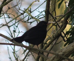 Turdus merula