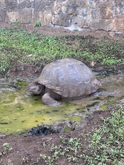 Chelonoidis niger