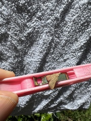 Endotricha pyrosalis