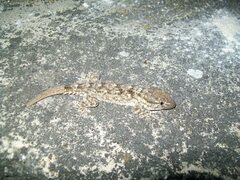 Tarentola mauritanica