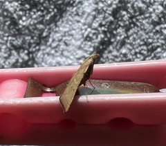 Endotricha pyrosalis