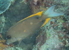 Ctenochaetus tominiensis