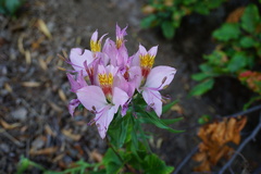 Alstroemeria exserens