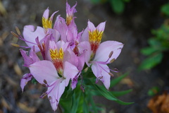 Alstroemeria exserens