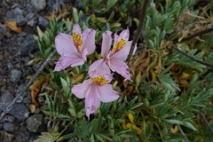 Alstroemeria exserens