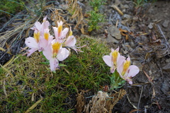 Alstroemeria exserens