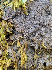 Fuscopannaria sorediata