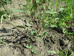 Chenopodium betaceum