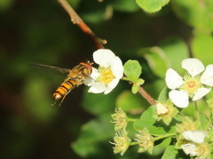 Episyrphus balteatus