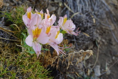 Alstroemeria exserens