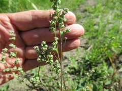 Chenopodium betaceum