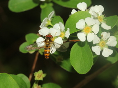 Episyrphus balteatus