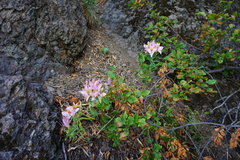 Alstroemeria exserens