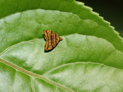 Choreutis amethystodes