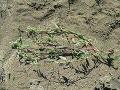 Chenopodium betaceum