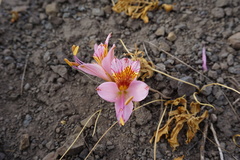 Alstroemeria exserens