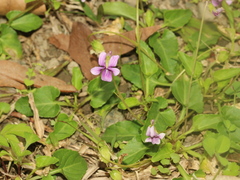 Viola confusa