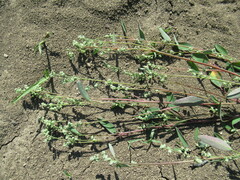 Chenopodium betaceum
