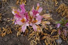 Alstroemeria exserens